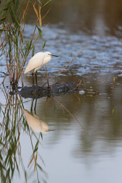 Little egret (Egretta garzetta) hunting in the shallow water of a lagoon in the Camargue, France.