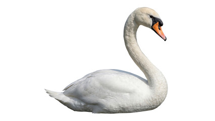 White swan in profile detailed feathers on transparent background © ATIQULISLAM