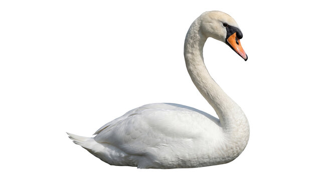 White swan in profile detailed feathers on transparent background