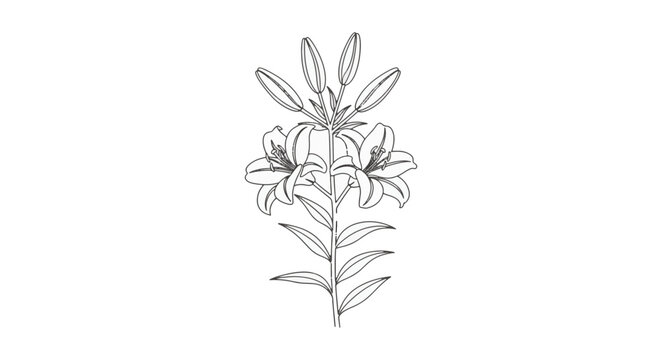 Minimalist black and white line art illustration of a lily flower stem with two blooming flowers, several closed buds, and pointed leaves isolated on a plain white background.