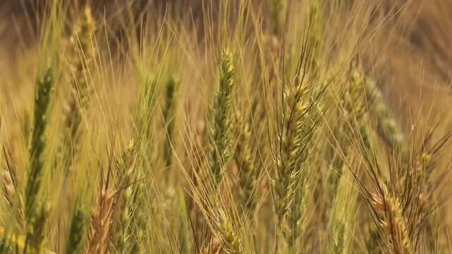 Golden Wheat Field Close Up in Summer Sun. Ripe Barley Ears Swaying in the Wind. Agricultural Wheat Crop Ready for Harvest. Sun-Drenched Wheat Stalks Moving Gently. Agriculture, harvest, cereal crop.