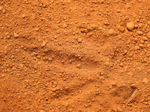 Red laterite soil texture with bird footprint, New Caledonia
