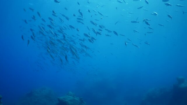 boops boops linnaeus fish school underwater reflections and shadows background at the sandy bottom of ocean