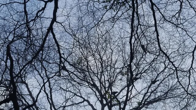 Bare tree silhouette with intricate branching pattern against pale blue moody winter sky viewed from below in urban park