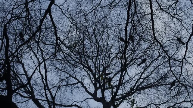 Bare tree silhouette with intricate branching pattern against pale blue moody winter sky viewed from below in urban park