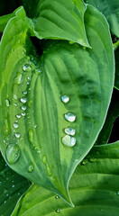 Obraz premium Drops of water after rain on the leaves of a green hosta. Selective Focus
