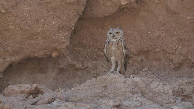 Close up video of a Pharaoh eagle-owl inside the Stony cave and looking alert. Eyes gleam, focused, alert, still. Earth tones blend with natural shelter. Perched high, it guards its domain. 