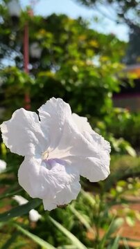 4K close up macro shot of white ruellia flower blooming with tiny insect on petal against blurred green garden background