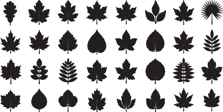 Vector collection of thirty-two black leaf silhouettes isolated on white background, featuring various tree species including maple, oak, birch, palm, rowan, and aspen for nature design.