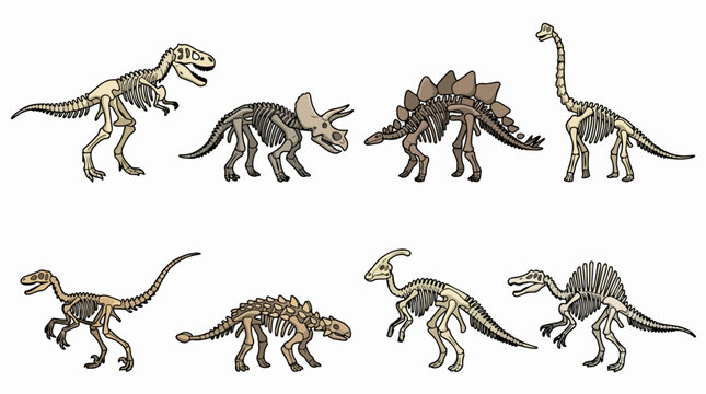 Dinosaur skeletons standing on a white background, representing prehistoric animals, paleontology, jurassic era fossils and ancient life forms for educational content