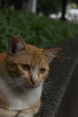 Obraz premium An orange tabby cat sitting outdoors with a blurred background