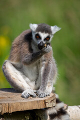 Fototapeta premium Close-up wildlife portrait of a ring-tailed lemur (Lemur catta) sitting on a wooden platform and eating food
