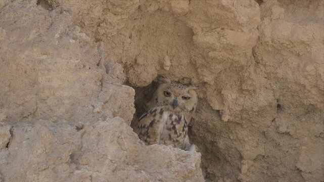 Close up video of a Pharaoh eagle-owl peers from rocky cave entrance and watching alert. Soft eyes gaze out, alert and curious. Ear tufts stand upright, blending with earth tones. Natural camouflage