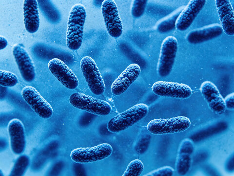 Original Lactophenol cotton blue (LPCB) stain of Microsporum canis, characteristic spindle-shaped macroconidia with rough walls, dermatophyte fungal pathogen, authentic ringworm specimen