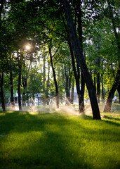 Fototapeta premium Automatic lawn sprinklers spraying water in sunny summer park.