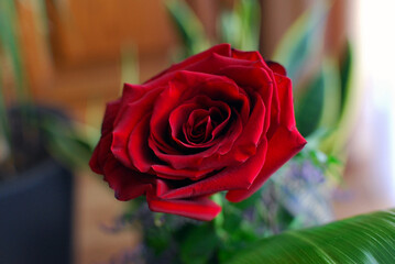 a red rose in a vase on the table © Piotr