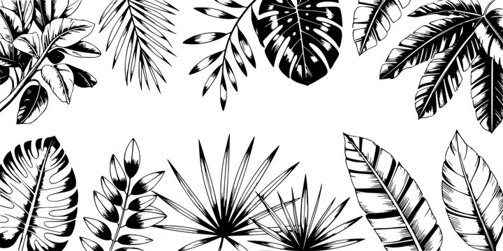 Shells and Starfish in a Variety of Shapes and Sizes, Illustrated in a Simple Line Art Style Featuring Illustration, Beach, Seashells with Marine