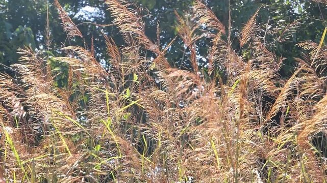 Golden wild reed grass blowing gently in the wind against a blurry background of green forest trees under bright daytime sunlight.