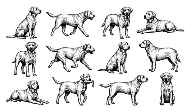 Labrador Retriever Sketch Set with Different Dog Poses Vector Illustration
