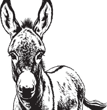 Donkey portrait vector illustration in black and white style on transparent background art.