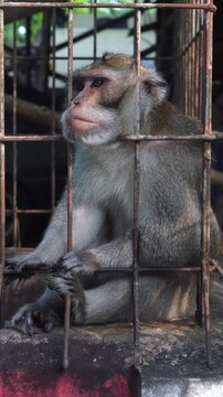 Close-up view of a primate behind metal bars, gazing with deep thought, showcasing detailed fur and facial features, conveying captivity