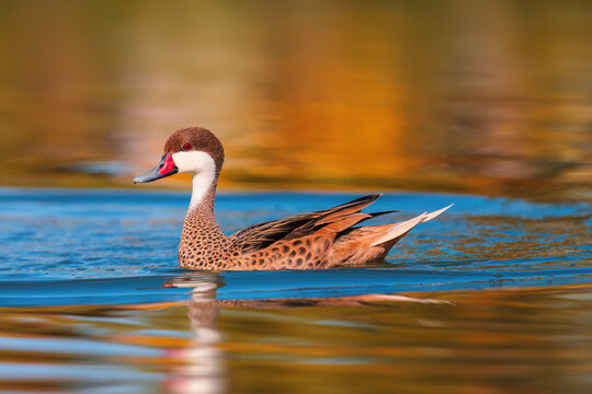 White-cheeked pintail duck swimming in calm water with vibrant golden and blue reflection in Punta Cana