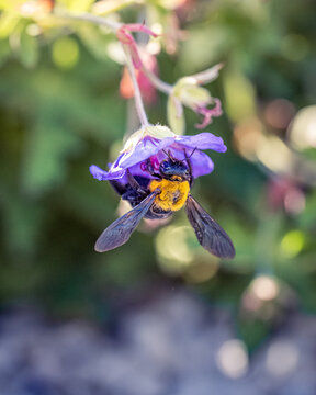 A carpenter bee visiting a flower