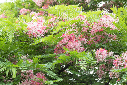 Cassia javanica, commonly known as Java cassia, pink shower, apple blossom tree.