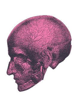 Human Skull with veins anatomy drawing