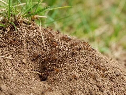 Red Imported Fire Ant Agricultural Ecology