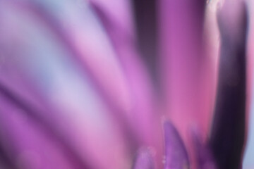 pink pflanze makro natur