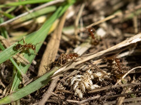 Red Imported Fire Ant Agricultural Ecology