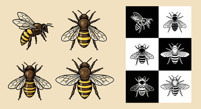 Vintage honey bee illustration set, hand drawn bumblebee vector icons, 10 elements in black and yellow, rustic insect graphics for organic branding