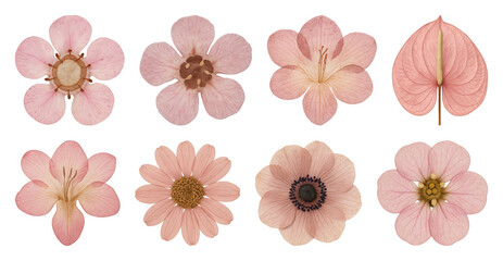 Fototapeta premium PNG Delicate pink floral collection, transparent background