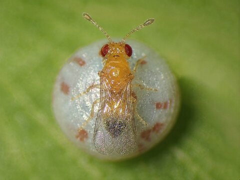 Trichogramma Dendrolimi Super Macro Biological Control