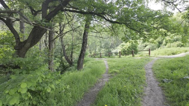 An oak tree leans over a dirt path forking on a green hill. A wooden fence stands along the trail near a birch forest.