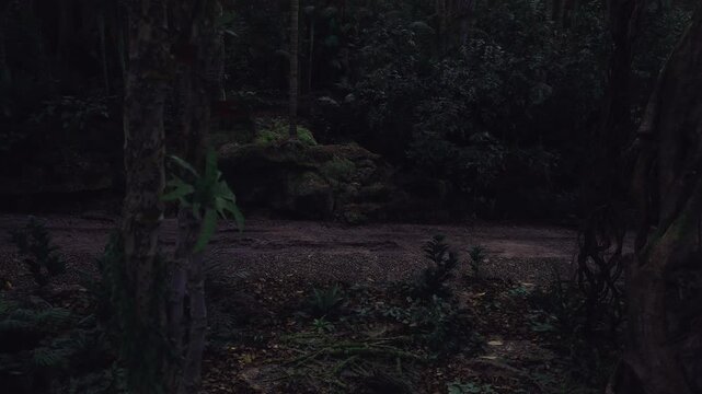 Winding path through twilight grove, soft low light and textured soil create contemplative mood, scattered underbrush and tall stems frame route for lifestyle,