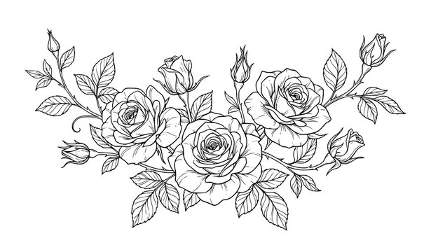 Elegant rose flower line art vector bouquet with blooming blossoms buds and detailed leaves isolated on white background for wedding invitations