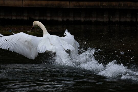 Mute Swan defending his family on the river close up - chasing off ducks in the river to protect its territory, 