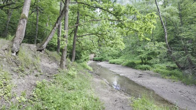 Oak and alder trees lean from a high earthen bank over a shallow river. A dense green forest stretches along the winding water stream in summer daylight.