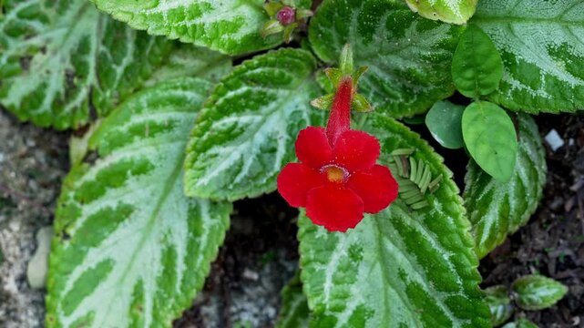 Red Episcia Flower Blooming Among Patterned Tropical Foliage