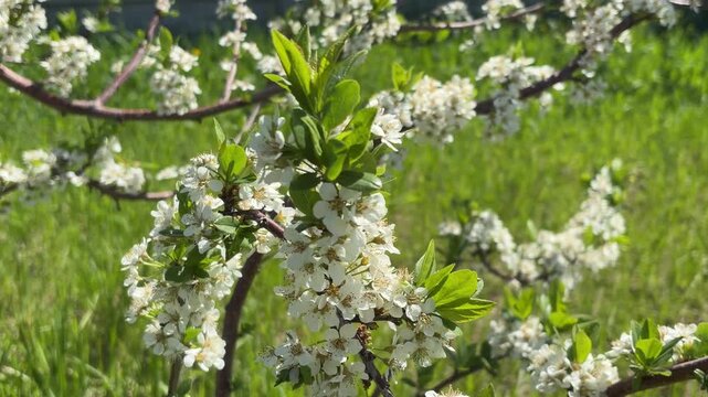 Blooming Cherry-Plum Hybrid Branch in a Home Orchard, White Flowers with Honeybee, Spring Fruit Tree Cultivation and Gardening Concept for Organic Harvest

