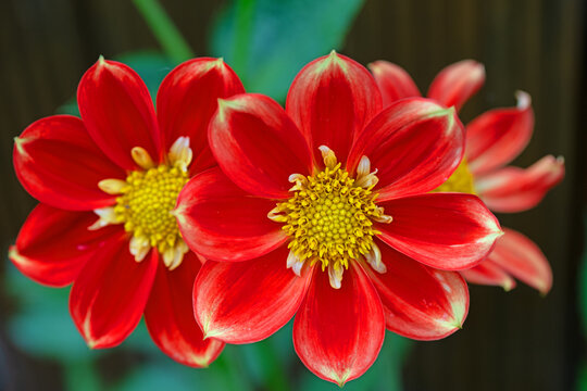 Three Pooh Dahlias.