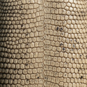 Geometric scale pattern of komodo dragon reptile skin 