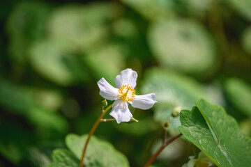 Fototapeta premium Close Up of a White Saururus Chinensis Flower in Bloom
