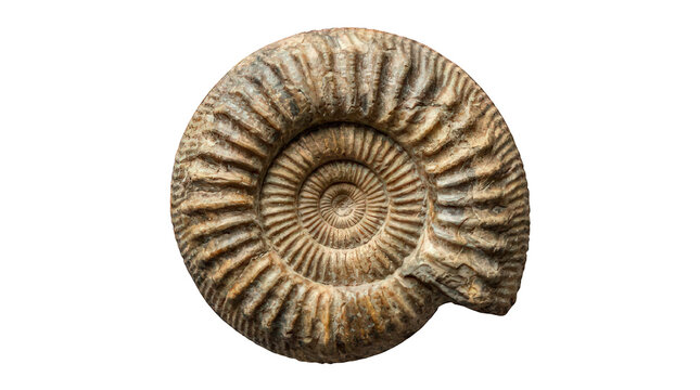 A fossilized ammonite shell with a spiral pattern on a white background