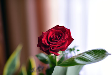 red rose in a vase on the table © Piotr