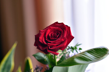 red rose in a vase on the table © Piotr