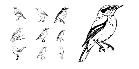 Thrush Bird Perched on a Branch in Minimal Style on White Background Outline