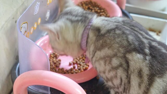 Domestic American Shorthair cat enjoying its kibble at home , Cute silver tabby kitten eating dry food from pink automatic feeder.